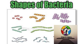 Classification of Bacteria on the basis of their shapes ll Microbiology ll chapter1 [upl. by Bridwell]