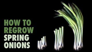 How to regrow Spring Onions in water [upl. by Eimaj824]