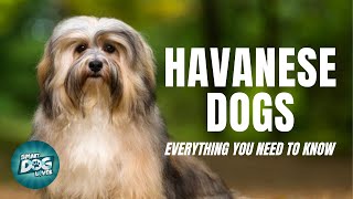 Havanese Dogs Breed Guide  Dogs 101  Havanese Dog [upl. by Aubine]