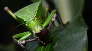 Siliquofera Grandis Leaf Katydid feeding  Sauterelle Feuille nourissage [upl. by Anihtyc]