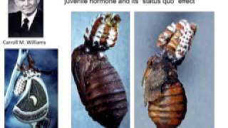 Lynn Riddiford  Juvenile Hormone and Insect Metamorphosis The Status of the quotStatus Quoquot [upl. by Anela]