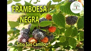 FRAMBOESA SILVESTRE ESSA FRUTA SE MULTIPLICA [upl. by Eytak369]