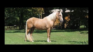 Beginner Safe Palomino Tennessee Walking Gaited Trail Gelding For Sale [upl. by Cibis]