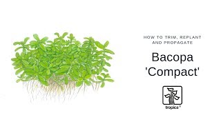 How to trim replant and propagate Bacopa ‘Compact’ [upl. by Lativa]