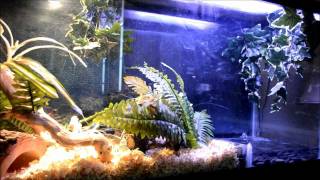 Amazing 55 GAL Ball Python Setup with Pond [upl. by Natalia]