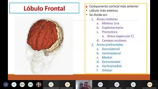 Lóbulo Frontal [upl. by Eniawtna]