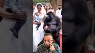 Casamento do gorila Vídeo de HUMOR ANIMAL com o Biólogo Henrique [upl. by Nosbig]