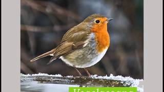 Entspannen mit Naturgeräuschen Vogelgesang [upl. by Limbert]