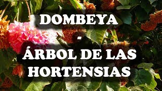 JARDINERIA  Dombeya o Árbol de las Hortensias [upl. by Balcer]