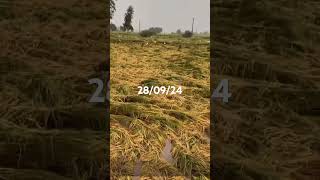 Jatt Kehre Pind Renda music rain farming farmlife comedy [upl. by Mikel409]