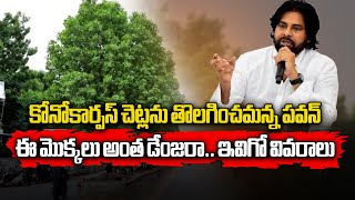 Why Pawan Kalyan Restricted Conocarpus Trees In Andhra Pradesh  Tirupati  Samayam Telugu [upl. by Dualc365]