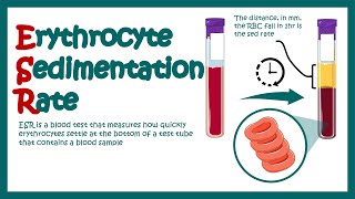 Erythrocyte Sedimentation Rate  ESR  What does ESR test show What does high ESR means [upl. by Flemming414]