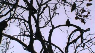 The Wild Parrots of Reseda California San Fernando Valley [upl. by Llekcm]