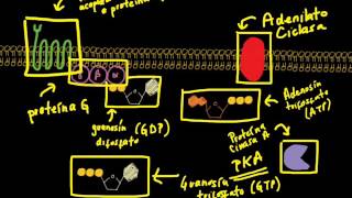 Receptor Acoplado a Proteína G  Sistema Adenilato Ciclasa  Proteína Cinasa A PKA Primera Parte [upl. by Corette]