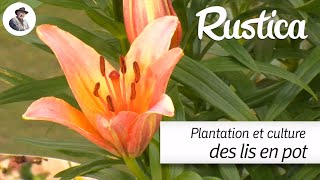 Plantation et culture du lis en pot [upl. by Asabi]