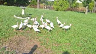 Feeding Ibises  They Love Dry Cat Food [upl. by Billen467]