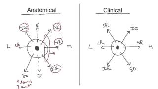 Extraocular Muscles  Everything You Need To Know [upl. by Nessah]