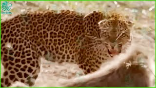 Merciless Moments Baboons Kill Leopards To Avenge Their Baby  Animals Fight wanimalus [upl. by Anitahs166]