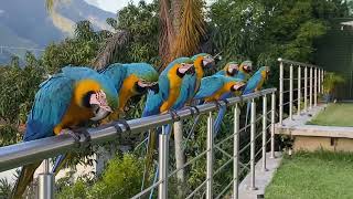 Wild Macaws in Caracas Venezuela [upl. by Megdal33]