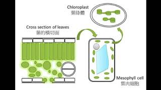 DSE Bio 葉和葉綠體 Leaves and chloroplasts光合呼吸魔法陣 4 [upl. by Vaenfila269]