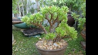 Crassula ovata Bonsai Tree [upl. by Ahseekan]