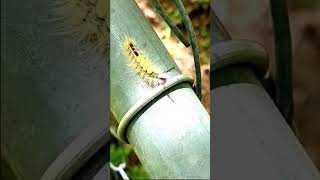 Tussock Moth Caterpillar Its hairs cause an itch amp rash Do not touch Harpeth River TN USA 🎶 [upl. by Gardol]