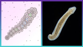 Planarians Are Awesome  Cell Lab [upl. by Gean208]