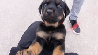 Meet My New Rottweiler Puppy [upl. by Inaffyt]