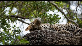 Animals and birds in action at Kumana National Park Sri Lanka where leopards and elephants roam free [upl. by Hurleigh]