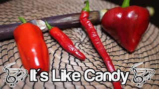 Top 4 Sweet Peppers You Should Grow [upl. by Seften]