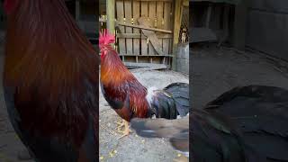 Kelso Rooster Gamefowl [upl. by Elery946]