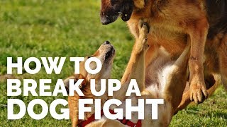 How to Break up a Dog Fight [upl. by Ecertap]