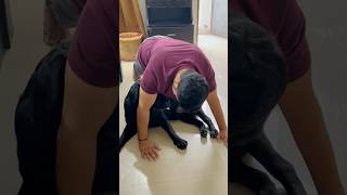 Exercise With Lucky😂 doglover trending lucky [upl. by Odnalro]