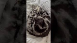 cat snoring猫のいびき💤 cat 癒し [upl. by Pontius]