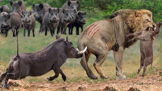 Lion Died Suddenly When Confronting Too Strongest Preys  Warthog Buffalo Gemsbok Kudu Antelope [upl. by Gievlos]