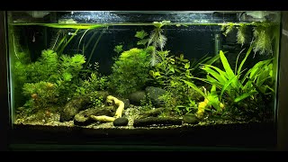 Low tech planted aquarium how to maintain walstad method planted tank aquascape diy [upl. by Esil609]