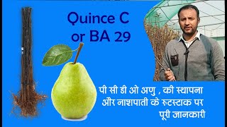 pear Rootstock BA29  नाशपाती के रुटस्टाक पर कुछ जरुरी जानकारी [upl. by Amand]