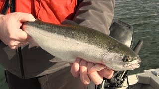 Basic Techniques for Trout Fishing in Washington [upl. by Rorry]