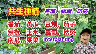 【共生種植】常見的10種蔬菜找對了同伴種植，產量高，蟲害少  番茄，黃瓜，豆類，茄子，辣椒，玉米，蘿蔔，秋葵，南瓜，葉菜 interplanting [upl. by Willett]