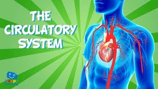 THE CIRCULATORY SYSTEM  Educational Video for Kids [upl. by Drummond653]