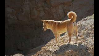 Canaan dog الكلب الكنعاني [upl. by Durwood]