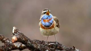 Bluethroat singing in Dividalen Norway  wwwnaturgallerietno [upl. by Dempster]