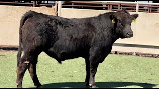 JampJ Cattle Co Lot 2599 Limousin Bull [upl. by Hamilah]