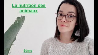 La nutrition des animaux  5ème  Madame SVT [upl. by Schaper476]