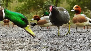 Ducks Quacking  Featuring Mallard Duck Wigeon Moorhen Rook and Mute Swan [upl. by Gavette]