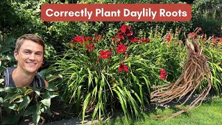 Planting Daylily Roots Correctly and How to Care for Daylilies [upl. by Eevets]