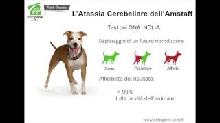 Prevenzione dellAtassia Cerebellare dell Amstaff test del DNA NCLA ANTAGENE [upl. by Lledroc]