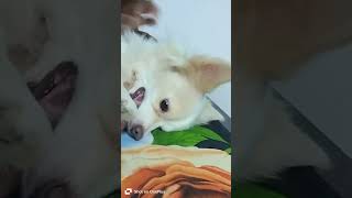 Winnie ko pareshan ker rahi uski sister animallovr pets doglover love shorts [upl. by Coppinger]