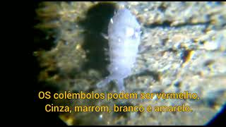 Colêmbolo Collembola no microscópio [upl. by Socem]