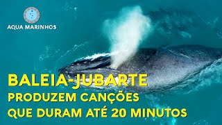 BaleiaJubarte Produzem Canções Que Duram Até 20 Minutos [upl. by Ikkaj667]